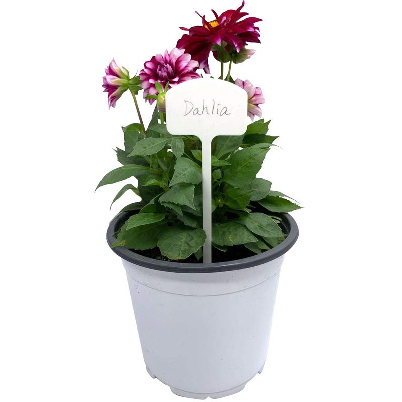 Ugold Durable Extra Thick T-Style Plastic Plant Labels Nursery Garden Labels Pot Plant Marker Garden Stake Tags - 20 pcs (8 in x 2.6 in) - Image 2